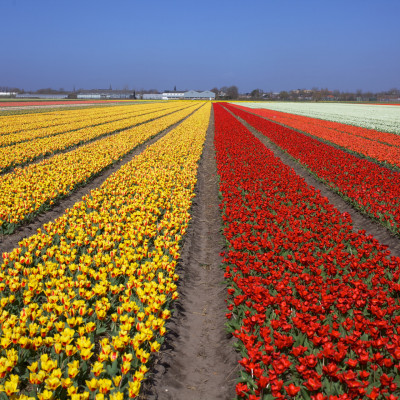 Daguitstap Nederland Keukenhof (3) 2