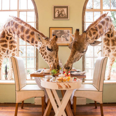 Giraffemanorhotel