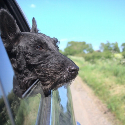 Met Je Hond In De Auto