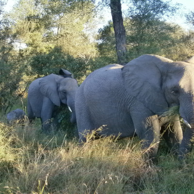 Notten's Bush Camp Sabi Sands