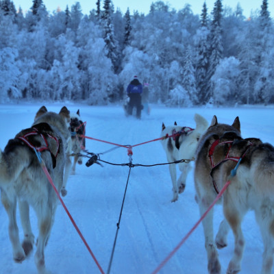 Rendierslee Lapland
