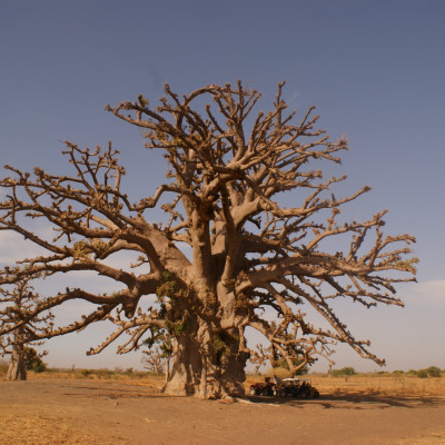Senegal Baobab 6