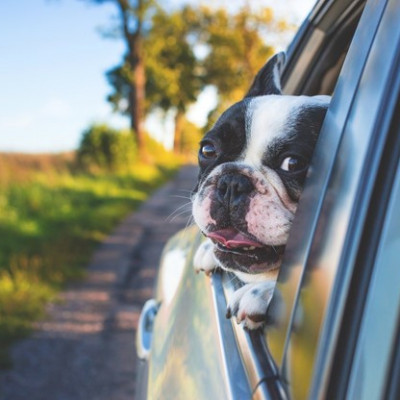 Traveling With Pets 3