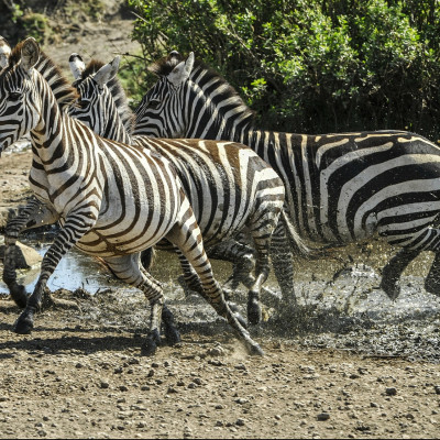 Zebra Kenia