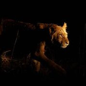 African Night Safari Lion 2