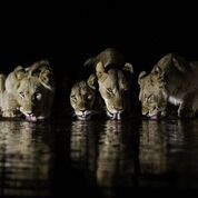 African Night Safari 2