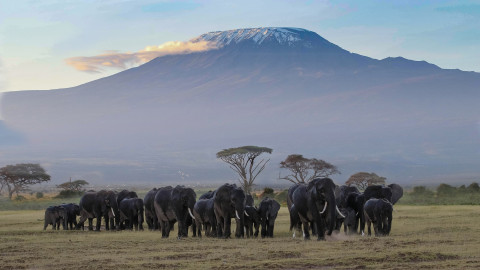 Amboseli 2