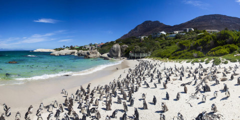 Boulders Beach Kaapstad
