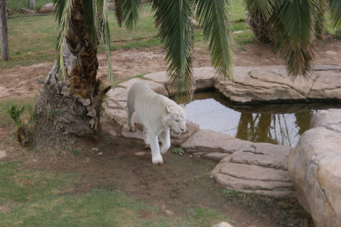 Cango Wildlife Ranch