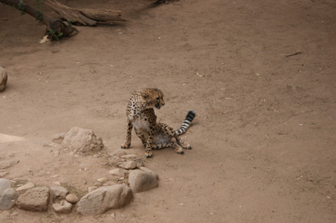 Cango Wildlife Ranch