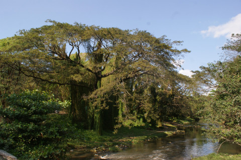 Havana Parque Almendares 1