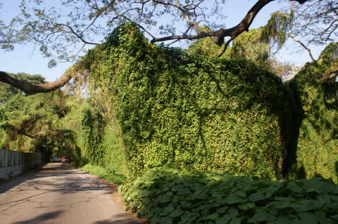 Havana Parque Almendares 3