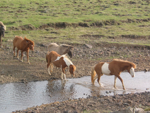 Ijsland Fly & Drive (274)