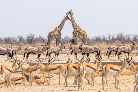 Jumbari Family Safaris Etosha National Park (1)