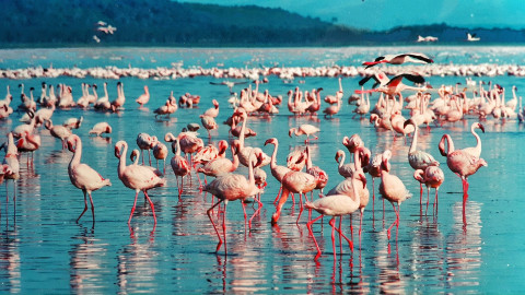 Lake Nakuru Kenia 2