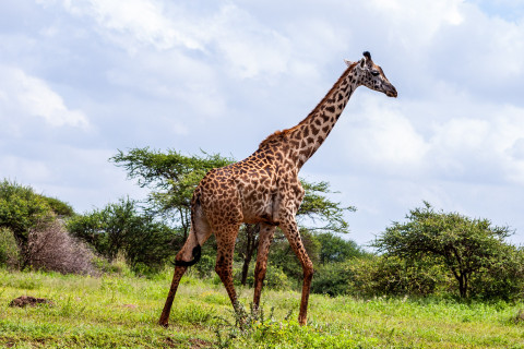 Lake Manyara National Park 2