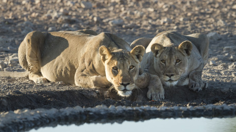 Lions At Ongava
