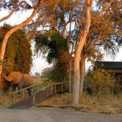 Okavanga Delta Elephant 2
