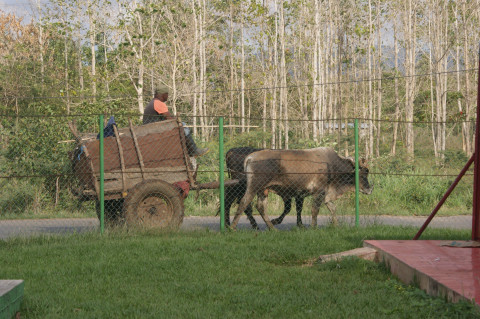 Onderweg Naar Vinales Cuba (2)