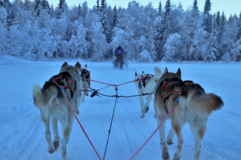 Rendierslee Lapland
