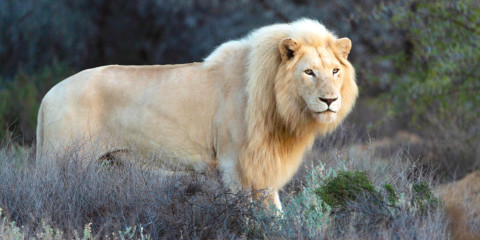 Sabona Wildlife Reserve