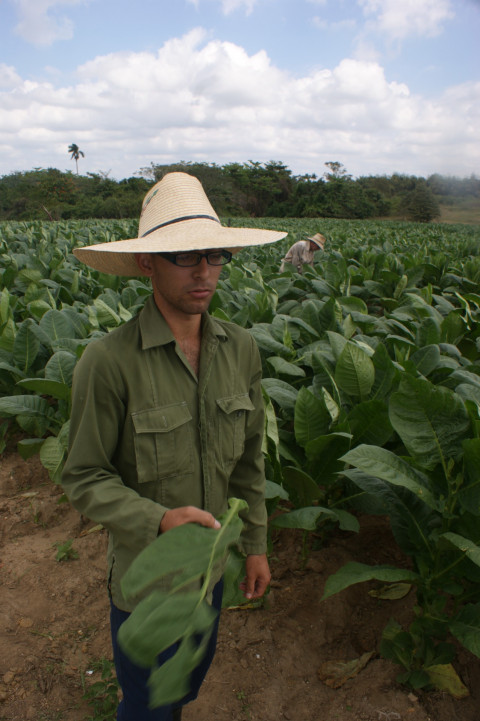 Vinales Tabaksplantage (1)