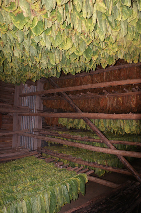 Vinales Tabaksplantage (2)