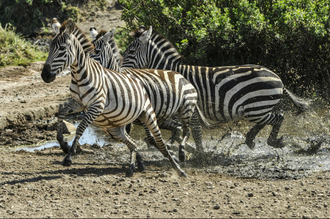 Zebra Kenia