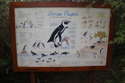 Zuid Afrika Boulders (2)