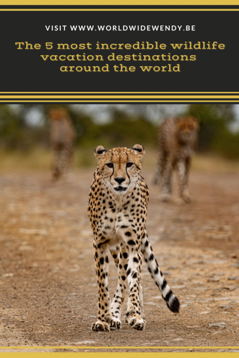 Wildlife Vacation Destinations