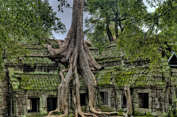 Angkor Thom Tree
