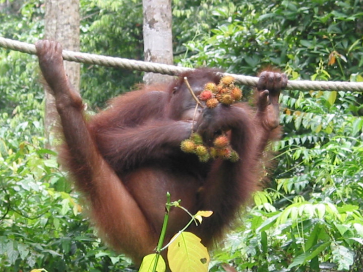 Borneo Oerang Oetang