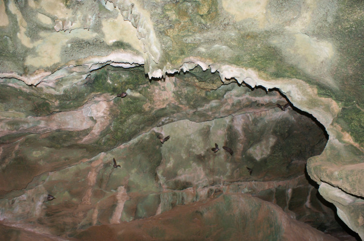 Curacao Grot Vleermuizen