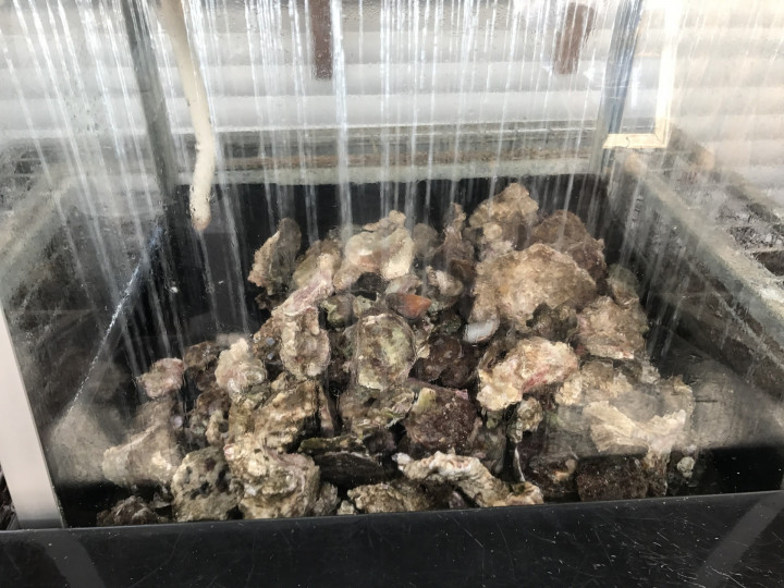 Knysna Food Restaurants (5)