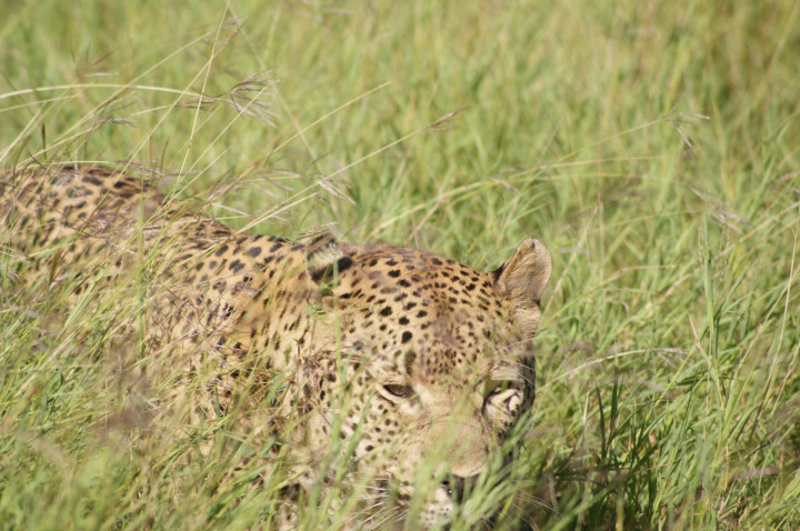 Luipaard Zuid Afrika