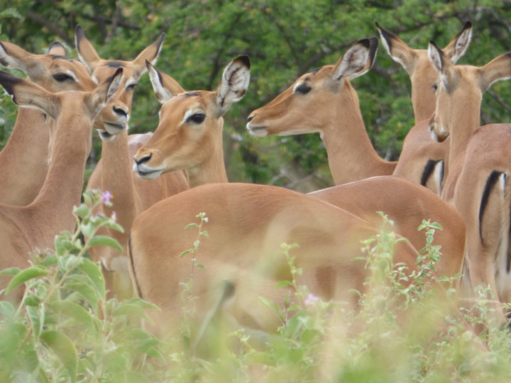 tanzania impala