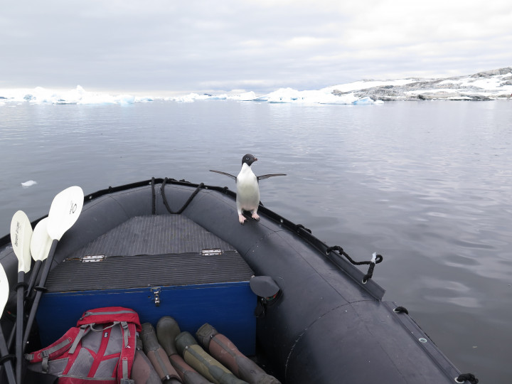 Cruise Antarctica