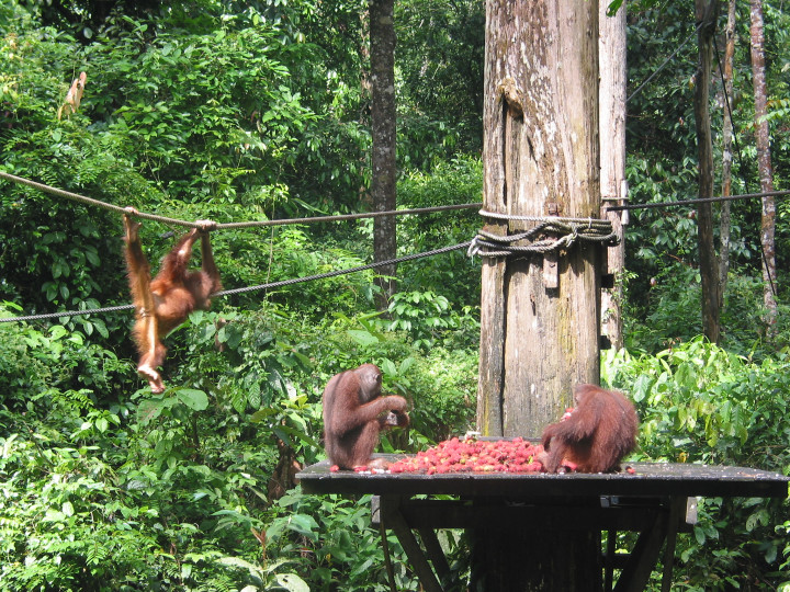 Sepilok Voederplaats
