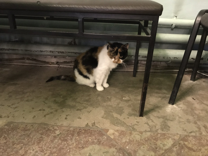 Sint Petersburg (49)