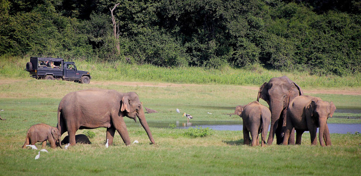 Sri Lanka Wildlife Destinations