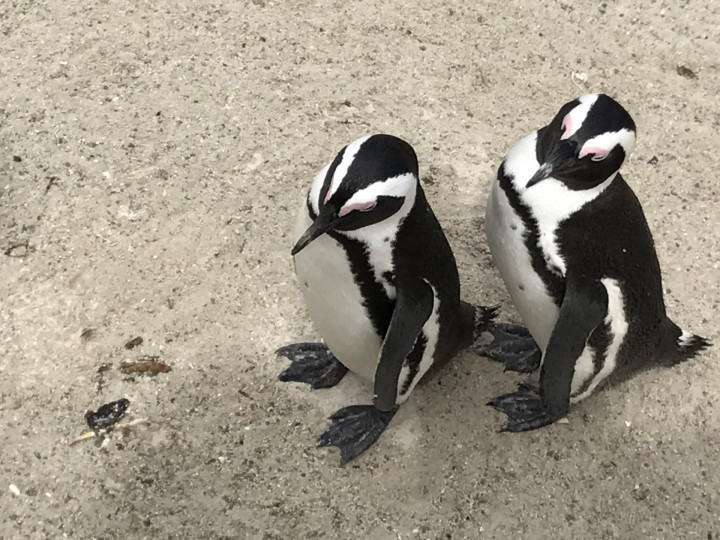 Zuid Afrika Boulders (3)