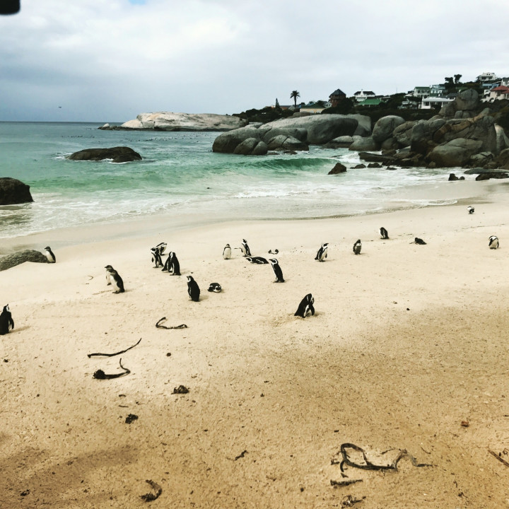 Zuid Afrika Boulders (4)