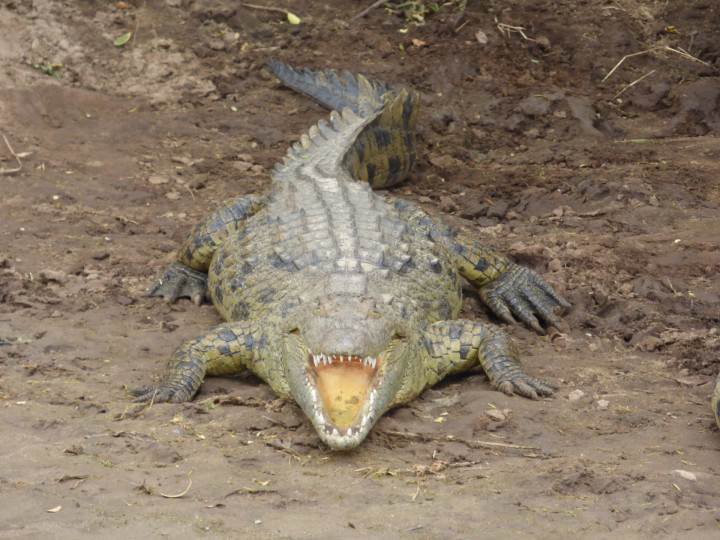 tanzania krokodil
