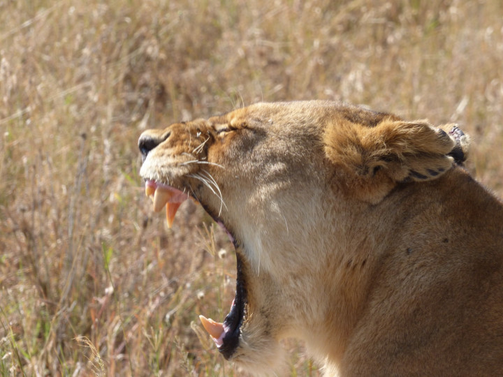 tanzania leeuw