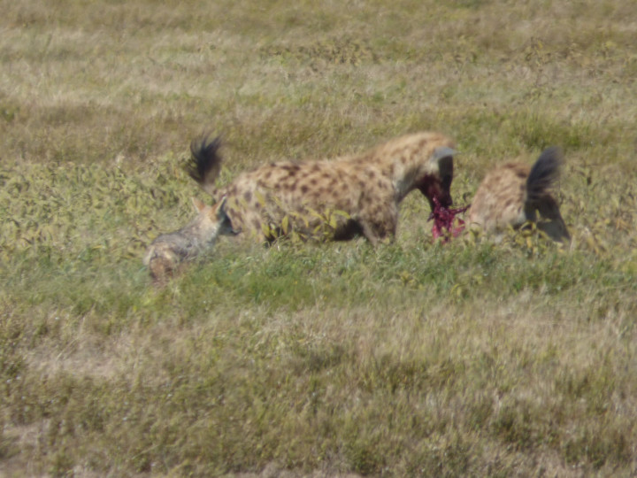 tanzania hyena