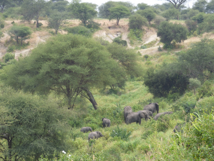 tanzania olifant