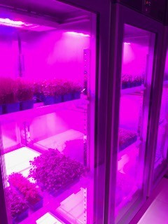 Ms Koningsdam Kruiden Kweken