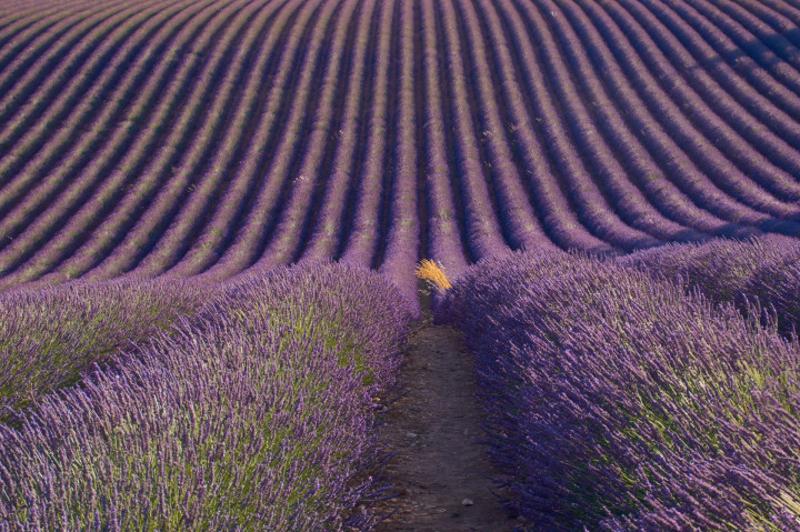 Provence Lavendel